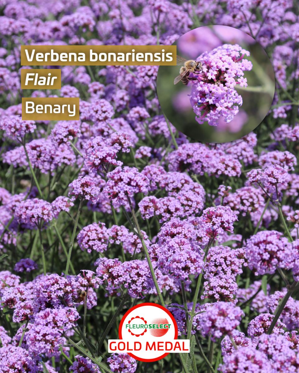 Verbena Verbena bonariensis Flair — Benary