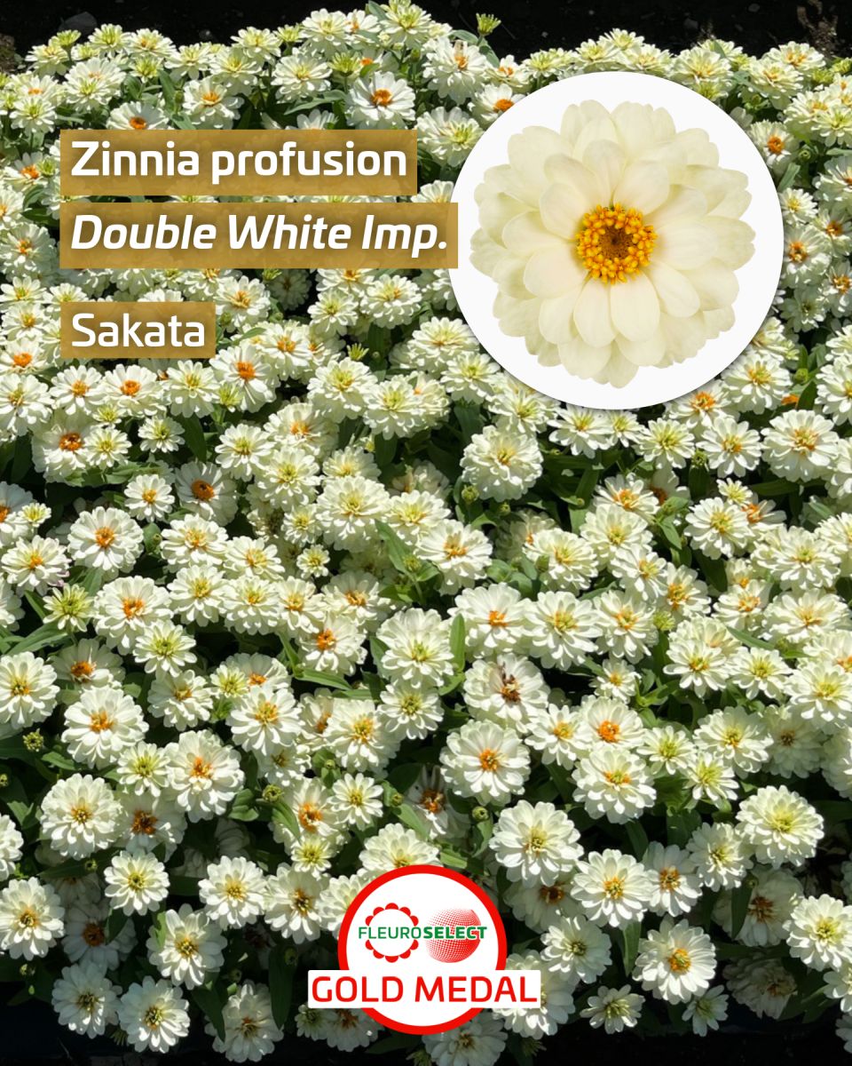 Zinnia Zinnia hybrid Profusion Double White Imp. — Sakata