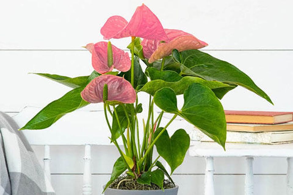 Anthurium (Anthurium andraeanum)