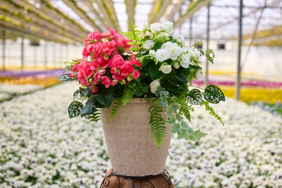 Bella Vita container combinations feature begonia-based designs paired with complementary foliage for reliable, season-long performance.