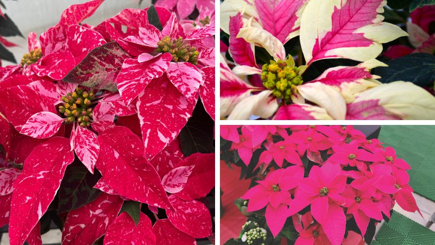 (Clockwise from left) Poinsettia Superba poker, 'Papagena' offers a palette of creamy white and blush pink bracts, and Princettia Queen Rose Punch.