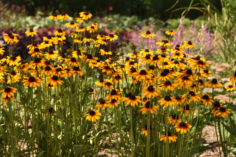 Black-eyed Susan Rudbeckia hybrid Suntacular.