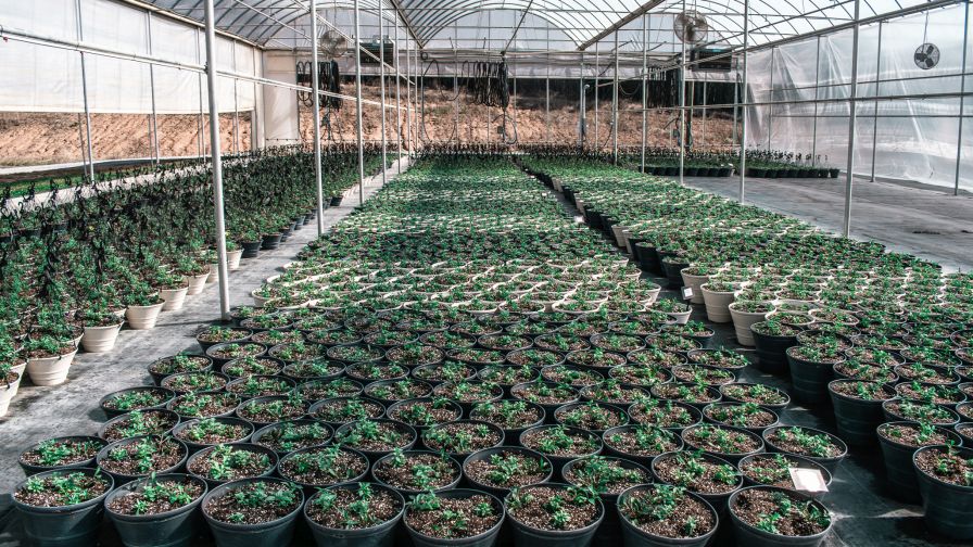 Grand Flower Growers’ newly opened Cedartown, GA, facility marks the company’s expansion into Southern production.