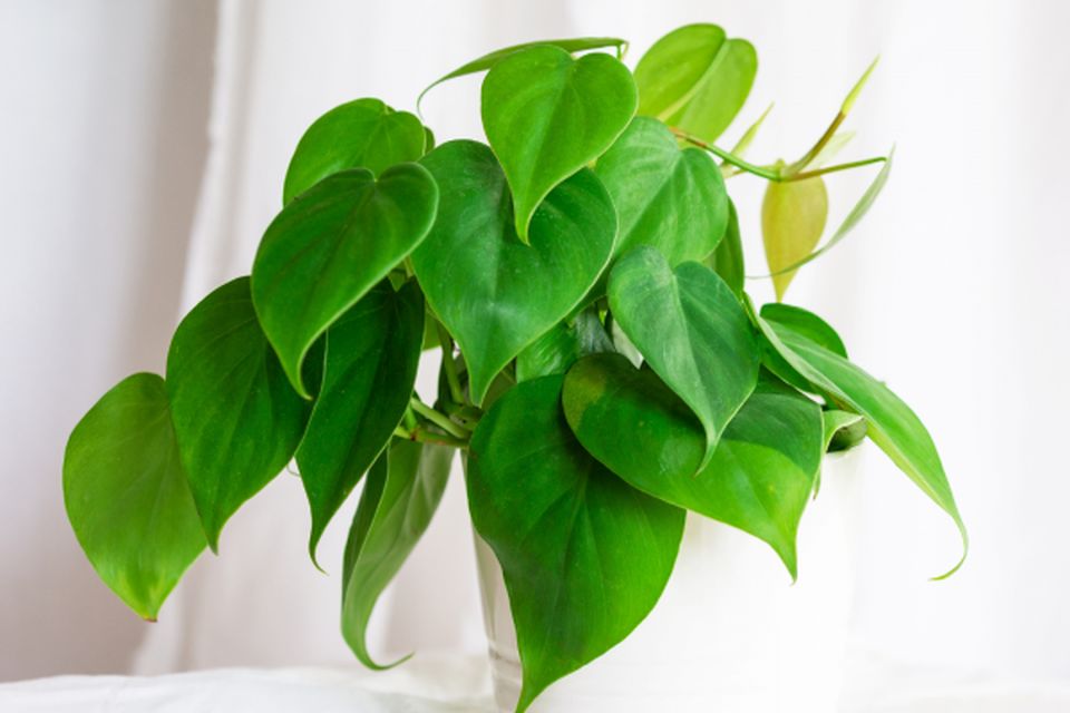 Heart Leaf Philodendron (Philodendron hederaceum)