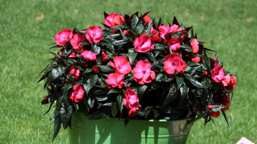 ImpatiensNewGuine_DarkPinkFlame_PanAmericanSeed NGB Year of