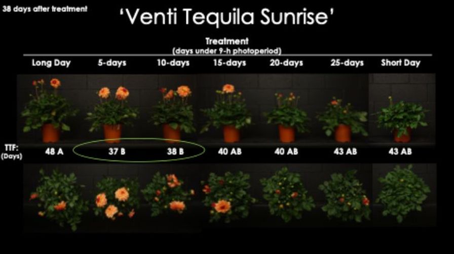 MSU Reducing Flower Time in Dahlias