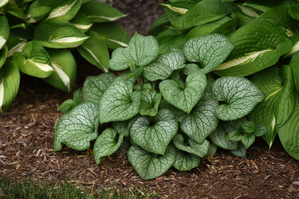 New Brunnera introductions from Darwin Perennials.