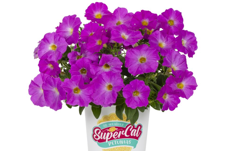 Petunia Petunia x Calibrachoa hybrid Rose Pink.