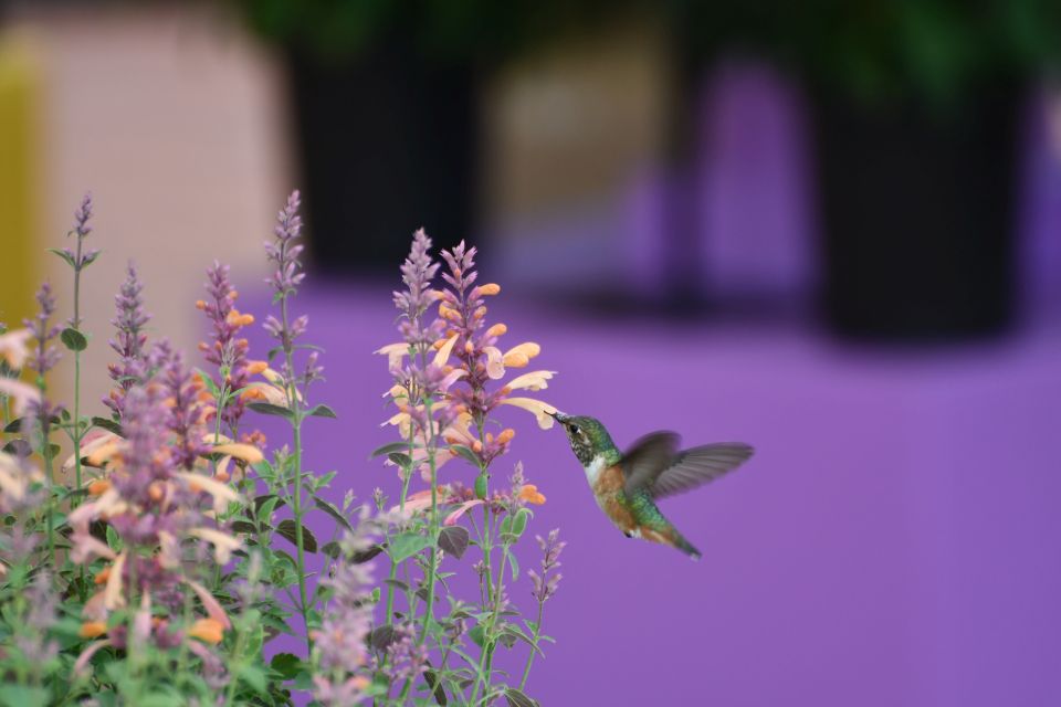 Plants for pollinators.