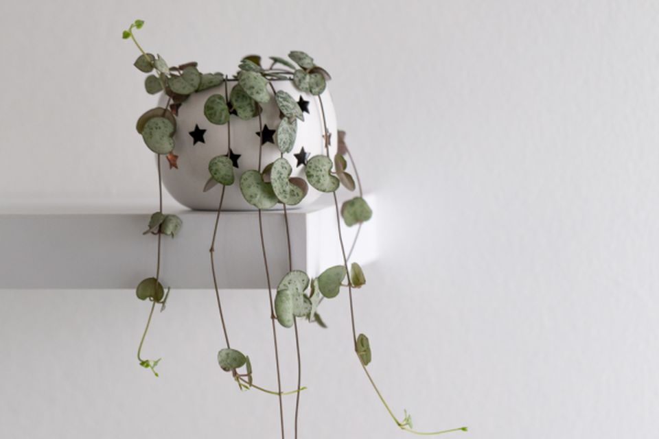 String of Hearts (Ceropegia woodii)