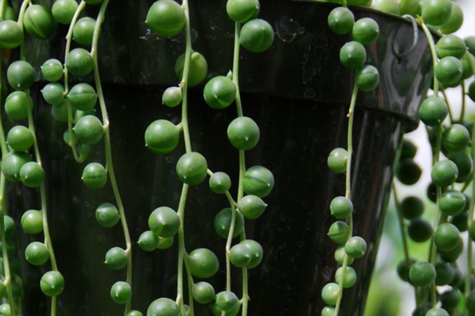 String of Pearls (Curio rowleyanus)
