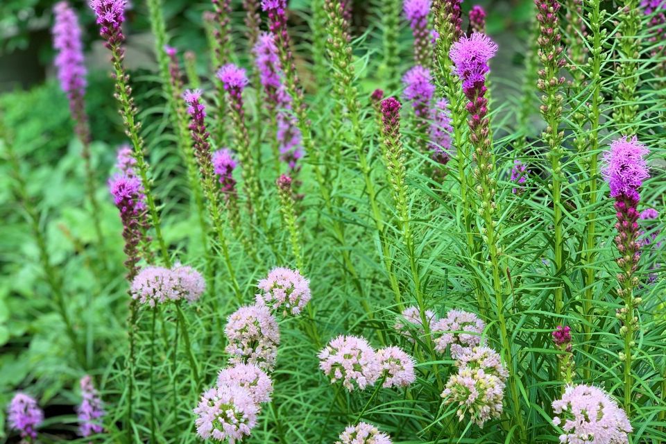 Summer blooming perennial collection - Allium lusitanicum ‘Summer Beauty’ and Liatris spicata ‘Blazing Star’ .