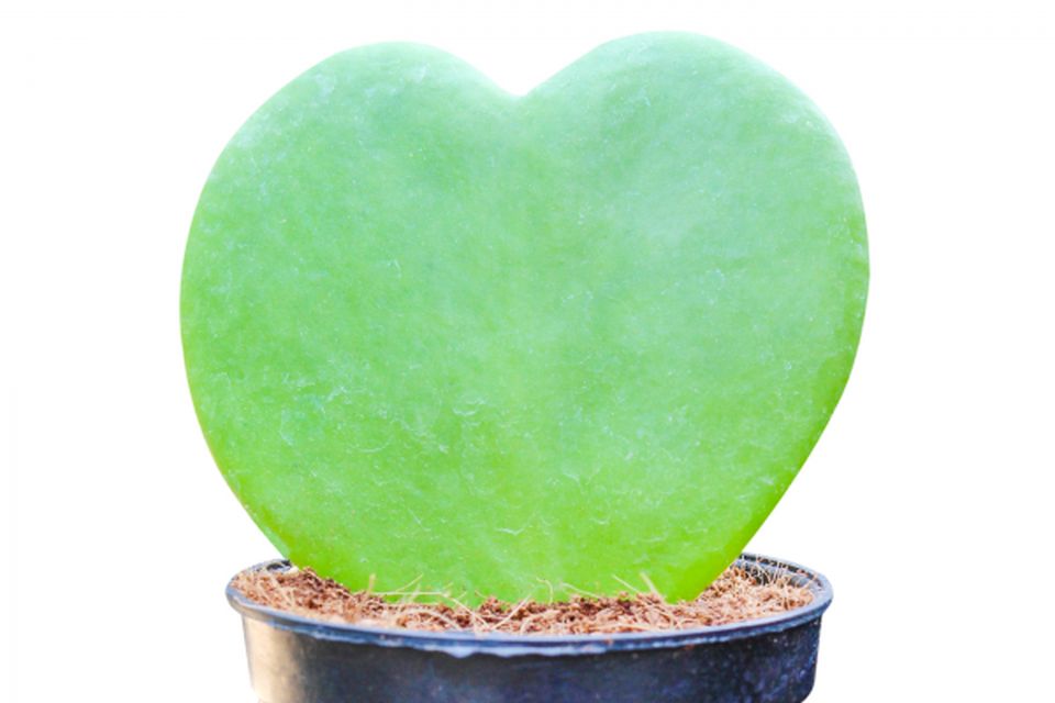 Sweetheart Hoya (Hoya kerrii).
