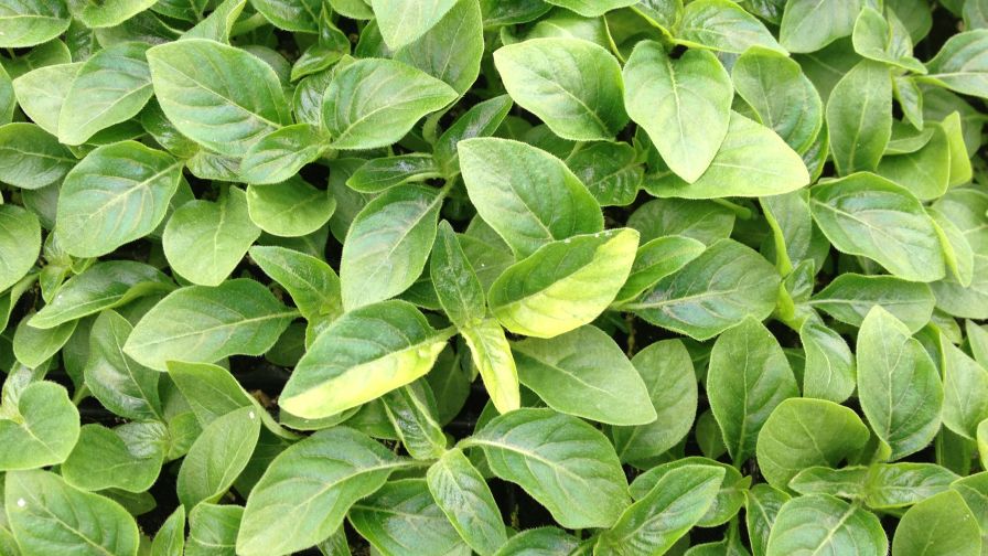 How Greenhouse IPM Programs Are Getting Smarter
