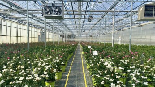 What Midwest Groundcovers Learned From Implementing a New ERP System
