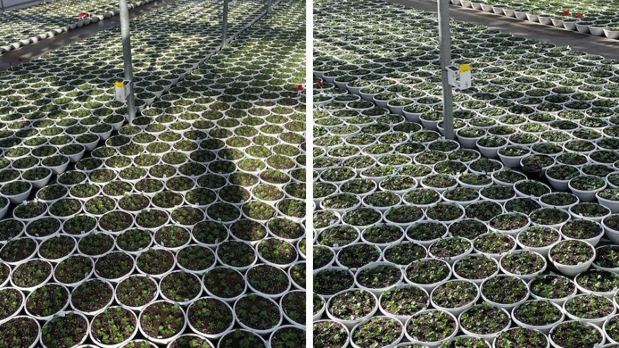 Trap-Eye sticky traps are deployed throughout the greenhouse to monitor insect pressure across the crop.
