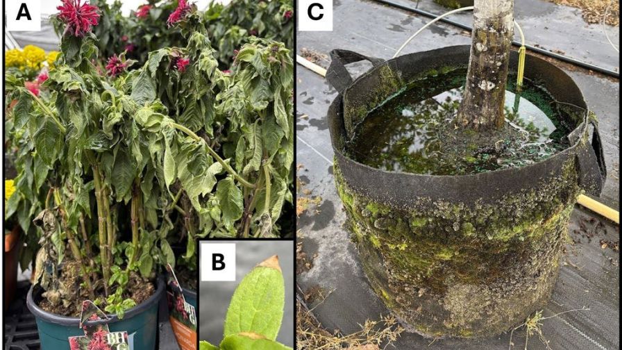 Virginia Tech Drought-Stressed Plants Web