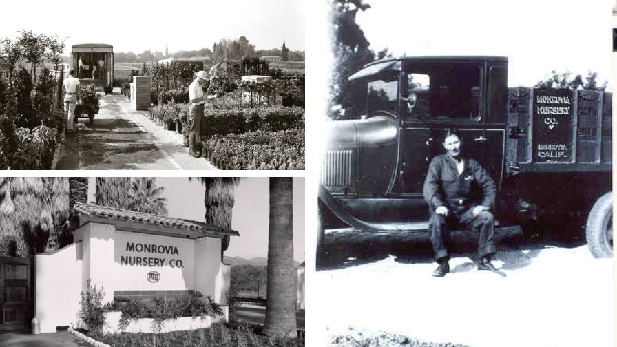 Monrovia: A Century, Measured in Plants