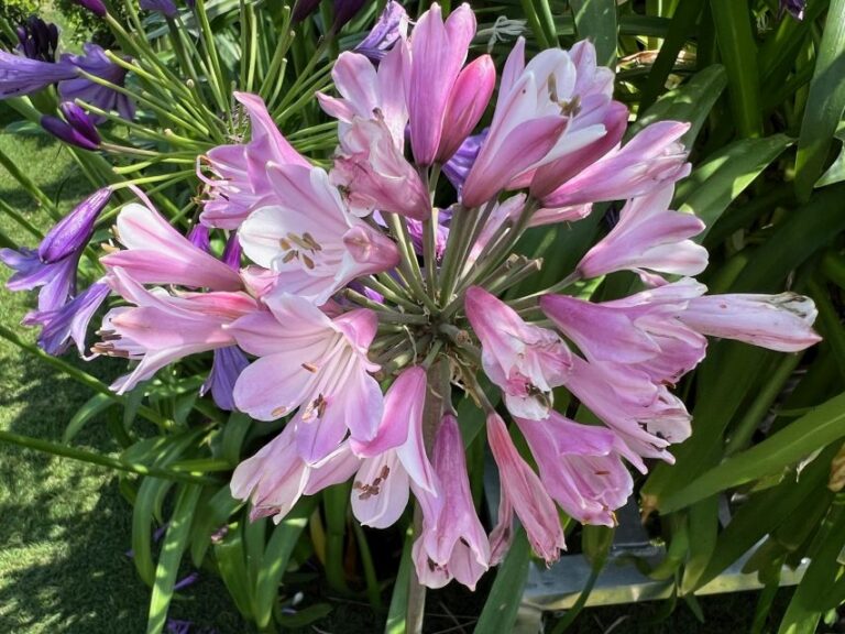 Agapanthus ‘Poppin Pink’ (Plant Development Services/Southern Living Plant Collection)