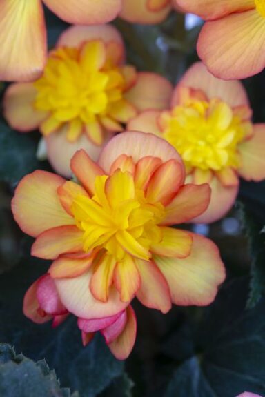 Check Out Part 2 of Greenhouse Grower's California Spring Trials