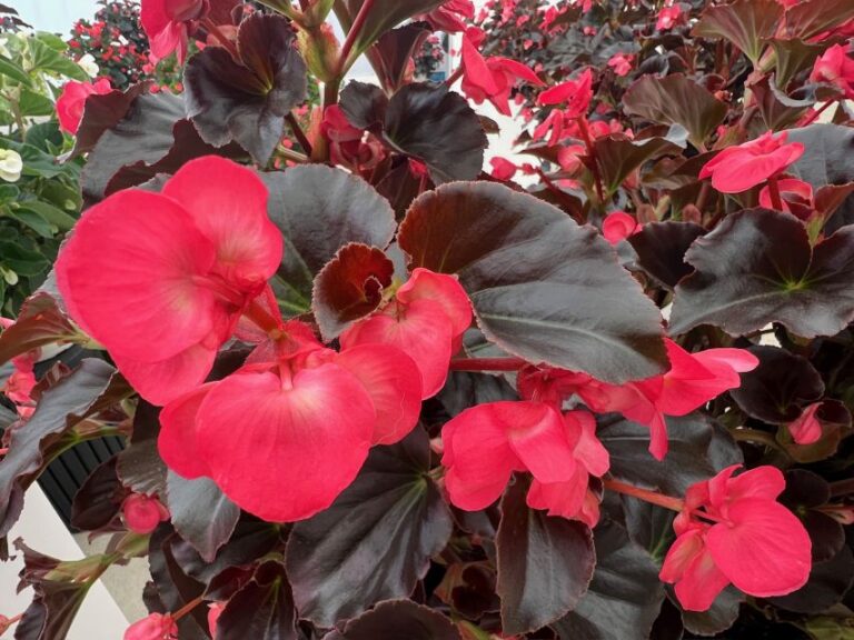 Begonia Whopper® Rose Espresso (Benary)