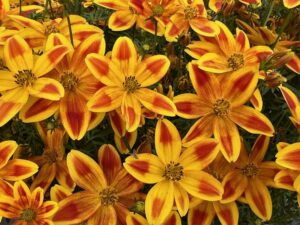 Bidens ‘Blazing Fireworks™’ (Danziger)