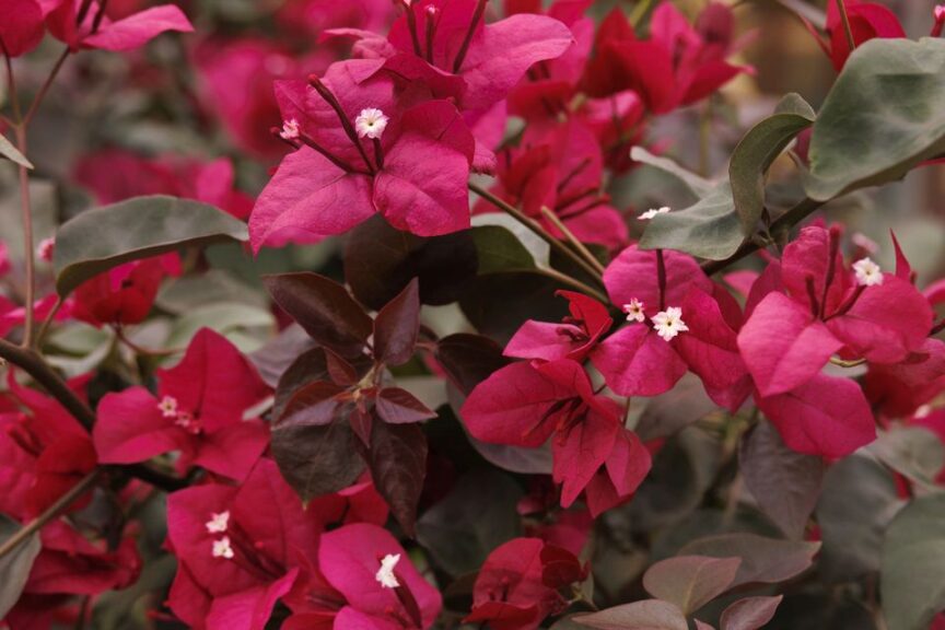 Monrovia: A Century, Measured in Plants