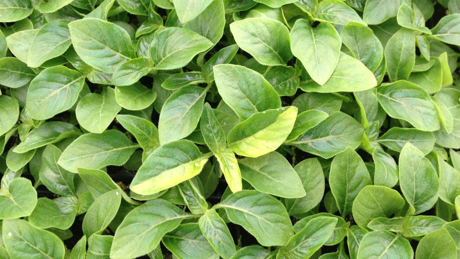Vinca Leaf Discoloration
