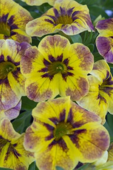 Calibrachoa Caliloco Tiger (Westhoff Flowers)