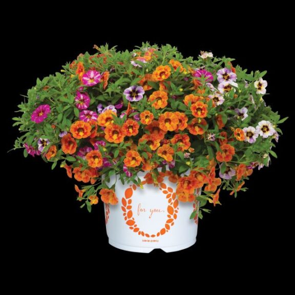 Confetti Garden® Rainbow Bright (Dummen Orange)