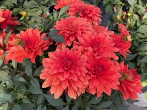 Dahlia 'Cherie™ Papaya' (Danziger)