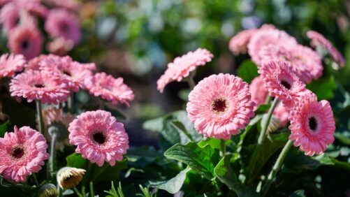 Check Out Part 1 of Greenhouse Grower’s California Spring Trials 2026 Preview