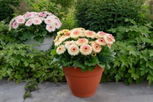 Gerbera jamesonii Joybera F1 (Schoneveld Breeding)