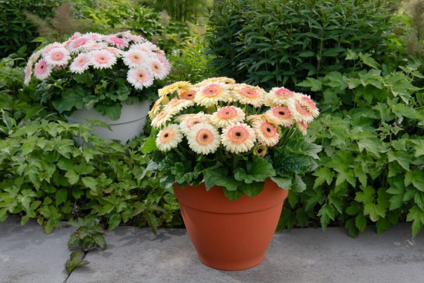 Gerbera jamesonii Joybera F1 (Schoneveld Breeding)