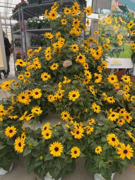 Helianthus Sunfinity® Single Yellow (Syngenta Flowers)