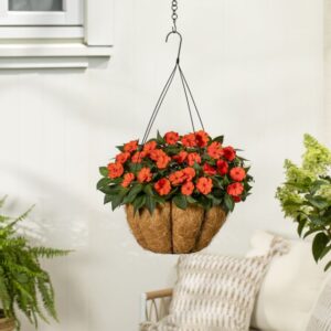 Impatiens SunPatiens Petite Orange (Sakata)