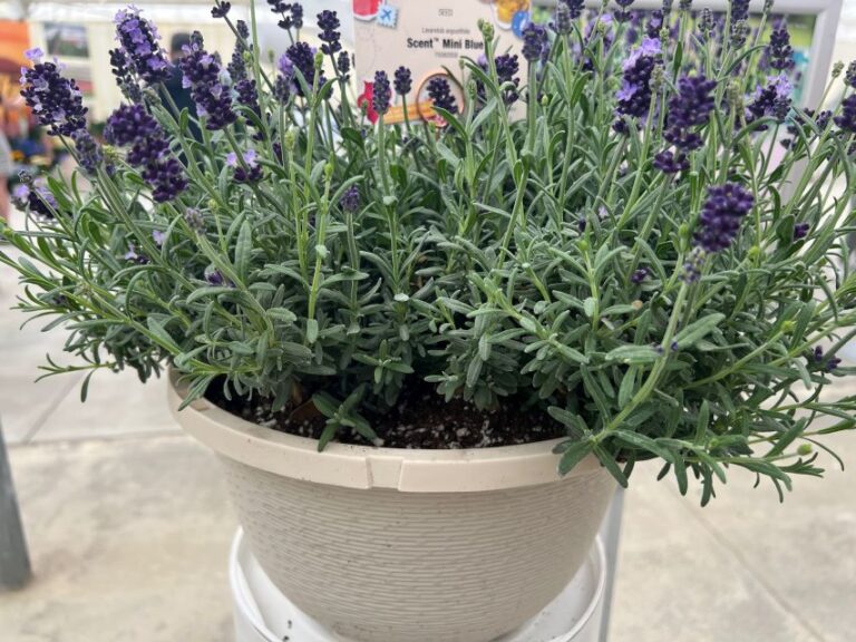 Lavendula Scent™ Mini (Syngenta Flowers)