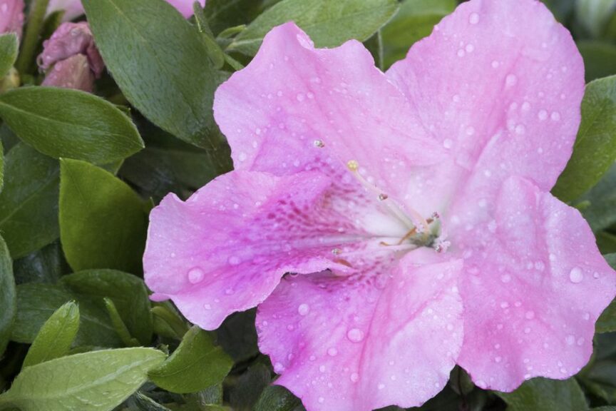 その他 BLOOMING PERIOD PRODUCTION NOTE 2zzhgl6 Peony Variety Chart: Form, Color, Bloom Time – Farmer Bailey Inc.