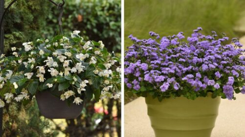 How to Curate an Outdoor Wardrobe with 10 Top-Performing 2026 Varieties