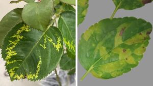 Highlights from Greenhouse Grower’s March 2026 Issue
