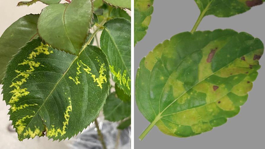 Oakleaf pattern symptoms associated with rose mosaic virus (L) and Salvia greggi with yellow to light green and purple-brown irregular leaf lesions due to downy mildew (R).