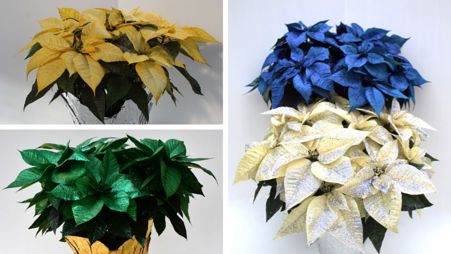 (Clockwise from top left) Poinsettia Butter Rum, Blue Ice Collection of Painted Poinsettias, and Poinsettia Emerald Shimmer.