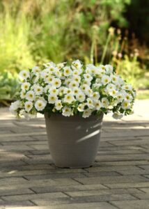 Petchoa CitraNova Lemon Zest (Ball FloraPlant)