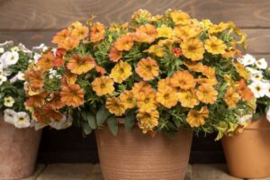Petchoa SuperCal Sunset Orange (Sakata)