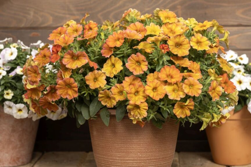 Petchoa SuperCal Sunset Orange (Sakata)