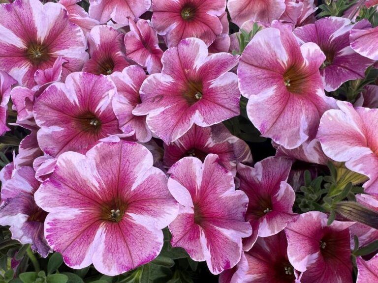 Petchoa hybrida SuperCal® Premium Pink Star (Sakata)