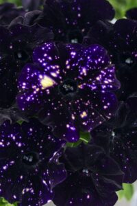 Petunia DiscoBall Black (Westhoff Flowers)