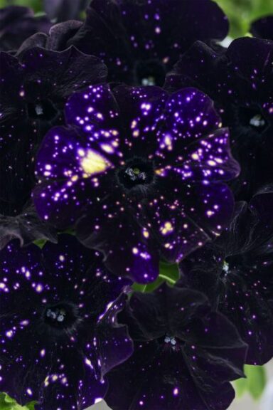 Petunia DiscoBall Black (Westhoff Flowers)