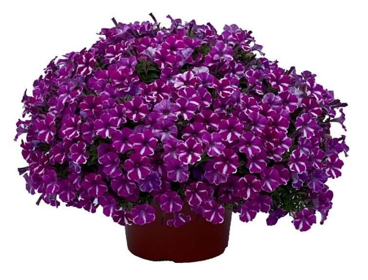 Petunia ShowTime Orchid Flash (Kientzler North America)