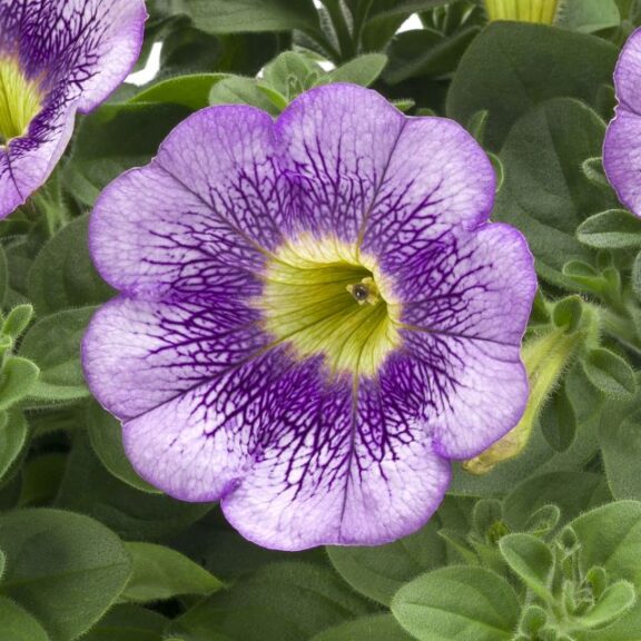 Check Out Part 2 of Greenhouse Grower's California Spring Trials